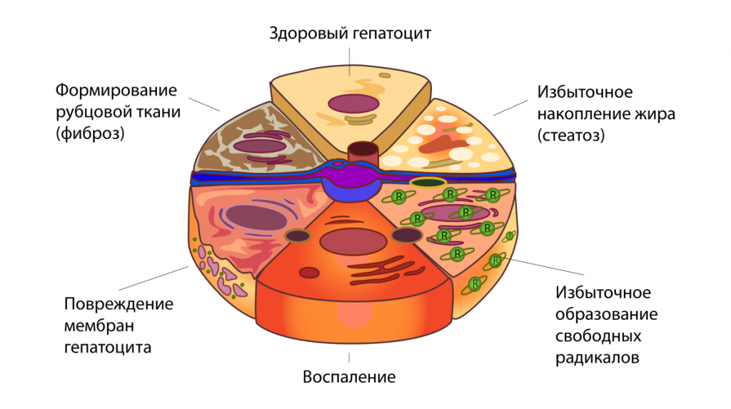 dieta-pri-zabolevaniyakh-pecheni-2.png