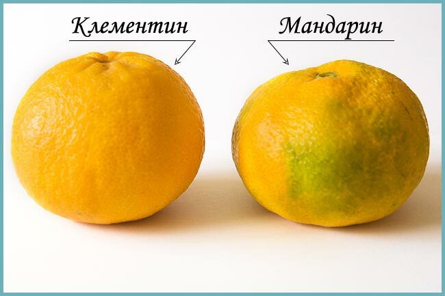 mandariny-i-klementiny-raznica-3.jpg